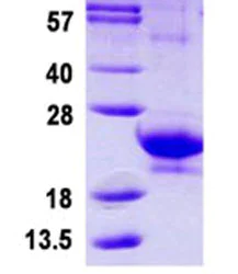 SDS-PAGE - Recombinant Human IFNA14 protein (AB124549)