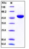 SDS-PAGE - Recombinant human IFNA4 protein (Fc Chimera) (AB276252), expandable thumbnail