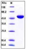 SDS-PAGE - Recombinant human IFNA4 protein (Fc Chimera) (AB276252)