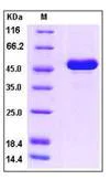 SDS-PAGE - Recombinant human IFNA5 protein (Fc Chimera) (AB276255)