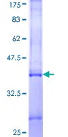 SDS-PAGE - Recombinant Human IFNA5 protein (GST tag N-Terminus) (AB158729)