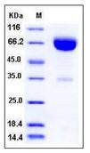 SDS-PAGE - Recombinant human IFNAR2 protein (Fc Chimera) (AB276261), expandable thumbnail
