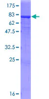 SDS-PAGE - Recombinant Human IgA2 protein (GST tag N-Terminus) (AB158743)
