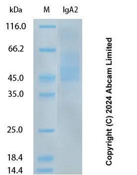 SDS-PAGE - Recombinant Human IgA2 Protein Standard (AB323105)