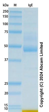 SDS-PAGE - Recombinant Human IgE Protein Standard (AB322692)