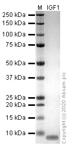 SDS-PAGE - Recombinant human IGF1 protein (Active) (AB270062), expandable thumbnail