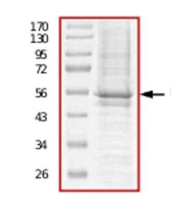 SDS-PAGE - Recombinant human IGF1 Receptor protein (AB71657)