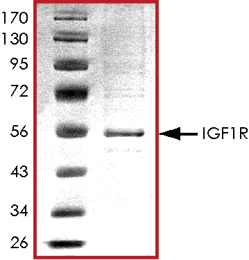 SDS-PAGE - Recombinant human IGF1 Receptor protein (AB71657)