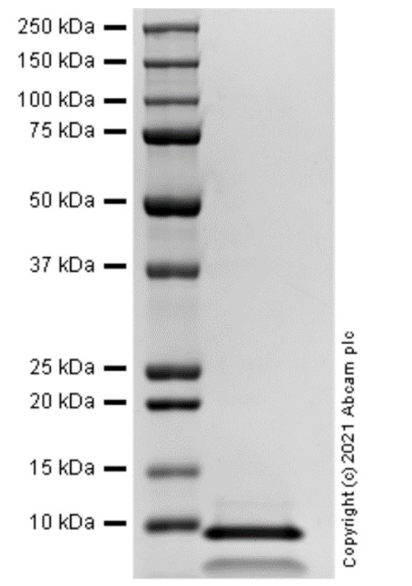 SDS-PAGE - Recombinant Human IGF2 protein (Active) (AB283420), expandable thumbnail
