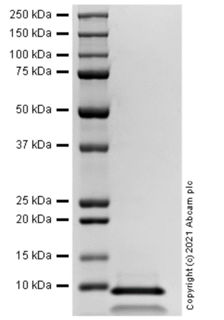 SDS-PAGE - Recombinant Human IGF2 protein (Active) (AB283420)