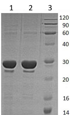 SDS-PAGE - Recombinant Human IGF2BP2/IMP-2 protein (AB173053)