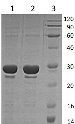 SDS-PAGE - Recombinant Human IGF2BP2/IMP-2 protein (AB173053)