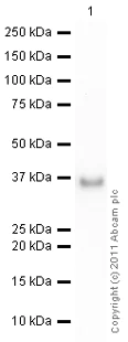 Western blot - Recombinant human IGFBP2 protein (AB63223)
