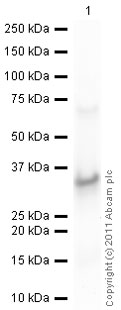 Western blot - Recombinant Human IGFBP5 protein (AB49835), expandable thumbnail