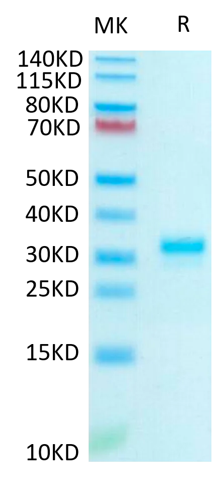 SDS-PAGE - Recombinant Human IgG1 Fc (Active) protein (AB316087)