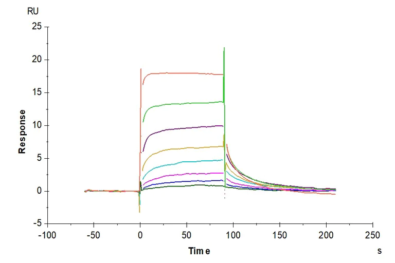 Surface Plasmon Resonance - Recombinant Human IgG1 Fc (Active) protein (AB316087)