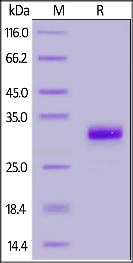 SDS-PAGE - Recombinant Human IgG1 Fc Protein, His Tag (Active) (AB219660)