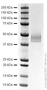 SDS-PAGE - Recombinant Human IgG1 heavy chain protein (AB281799)