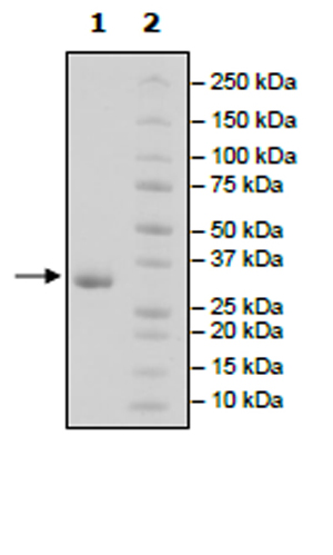 SDS-PAGE - Recombinant Human IgG1 protein (AB271548)