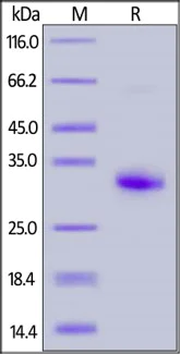 SDS-PAGE - Recombinant human IgG1 protein (Active) (AB155632)
