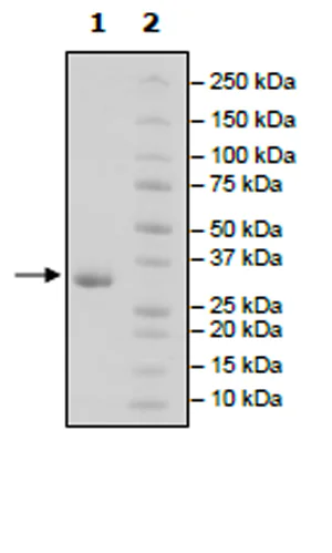 SDS-PAGE - Recombinant Human IgG1 protein (Tag Free) (AB271548)