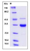 SDS-PAGE - Recombinant human IgG2 (mutated S257A) protein (AB276549)