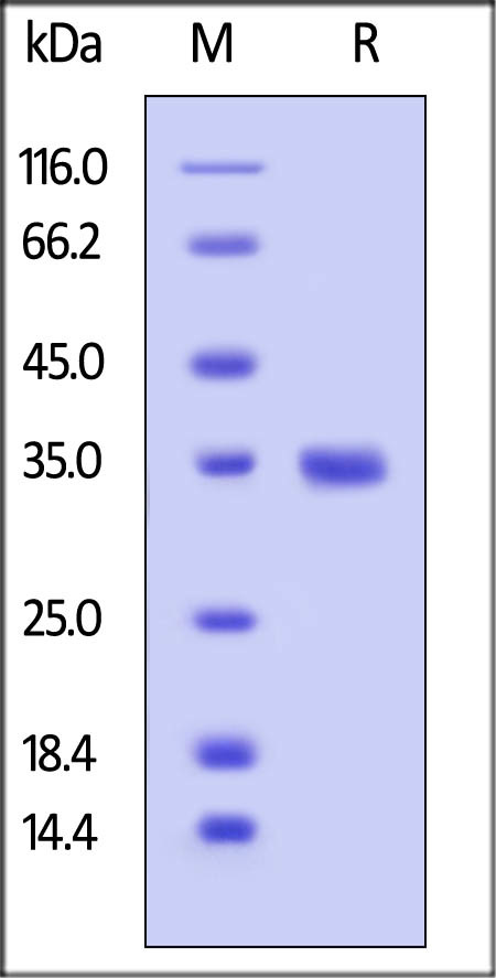 Recombinant human IgG2 protein