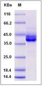 SDS-PAGE - Recombinant Human IgG3 protein (AB276600), expandable thumbnail