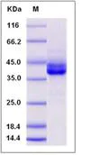 SDS-PAGE - Recombinant Human IgG3 protein (AB276600)