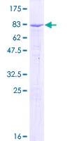 SDS-PAGE - Recombinant Human IgG3 protein (GST tag N-Terminus) (AB158746)