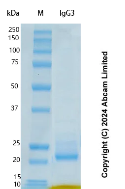 SDS-PAGE - Recombinant Human IgG3 Protein Standard (AB323110)