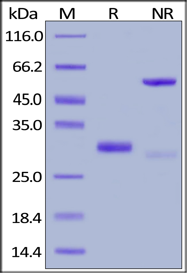 SDS-PAGE - Recombinant Human IgG4 Fc Protein, Tag Free (Active) (AB181968), expandable thumbnail