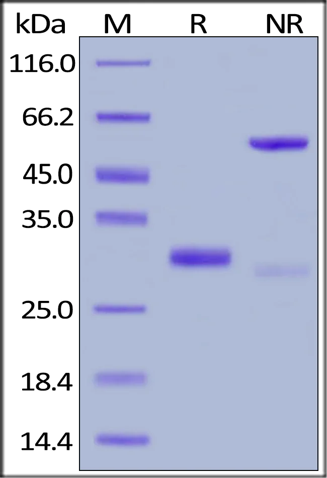 SDS-PAGE - Recombinant Human IgG4 Fc Protein, Tag Free (Active) (AB181968)