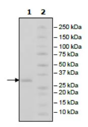 SDS-PAGE - Recombinant Human IgG4 protein (Fc) (AB271549)