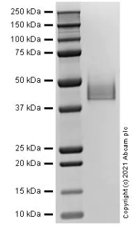 SDS-PAGE - Recombinant Human IGHG1 Protein (AB283421)