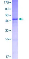 SDS-PAGE - Recombinant Human IGLV3-21 protein (GST tag N-Terminus) (AB162176)