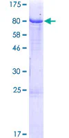 SDS-PAGE - Recombinant Human IgM protein (GST tag N-Terminus) (AB158748)