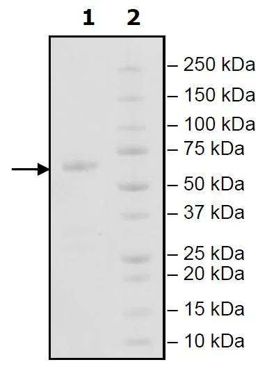 SDS-PAGE - Recombinant Human IGSF11 protein (Avi tag C-Terminus + Fc tag C-Terminus) (AB271789)