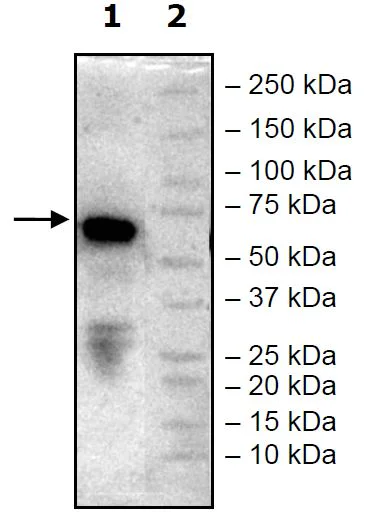Western blot - Recombinant Human IGSF11 protein (Avi tag C-Terminus + Fc tag C-Terminus) (AB271789)