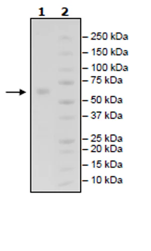 SDS-PAGE - Recombinant Human IGSF11 protein (Biotin) (Avi tag C-Terminus + Fc tag C-Terminus) (AB271790)