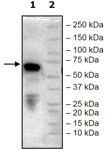 Western blot - Recombinant Human IGSF11 protein (Tagged) (AB271789)