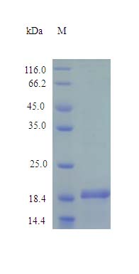 SDS-PAGE - Recombinant human Ihh protein (Active) (AB243268), expandable thumbnail
