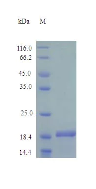 SDS-PAGE - Recombinant human Ihh protein (Active) (AB243268)