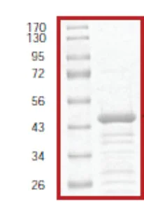 SDS-PAGE - Recombinant Human IKB alpha protein (AB61427)