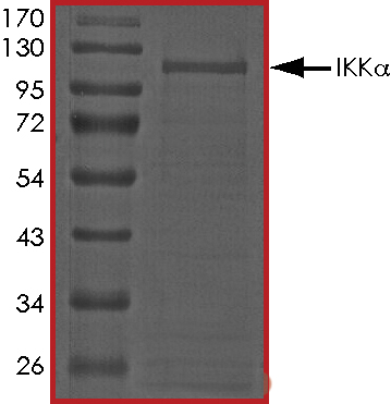 SDS-PAGE - Recombinant human IKK alpha protein (Active) (AB102103), expandable thumbnail