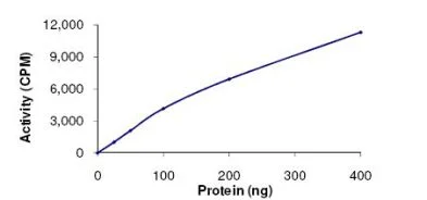 Functional Studies - Recombinant human IKK alpha protein (Active) (GST tag N-Terminus) (AB102103)
