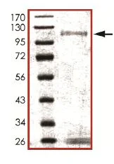 SDS-PAGE - Recombinant human IKK alpha protein (Active) (GST tag N-Terminus) (AB102103)