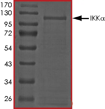 SDS-PAGE - Recombinant human IKK alpha protein (Active) (GST tag N-Terminus) (AB102103)