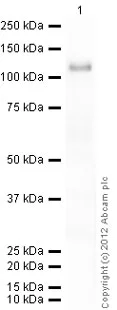 Western blot - Recombinant human IKK alpha protein (Active) (GST tag N-Terminus) (AB102103)
