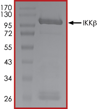 SDS-PAGE - Recombinant human IKK beta protein (Active) (AB177584), expandable thumbnail